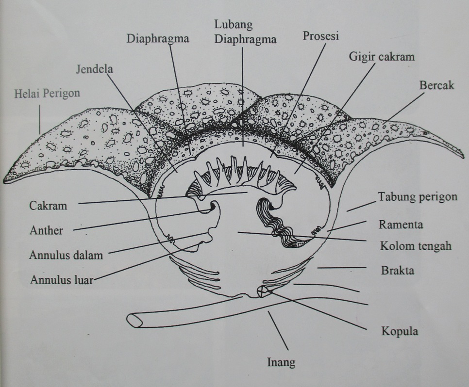 Detail Gambar Bunga Raflesia Arnoldi Dan Penjelasannya Nomer 36