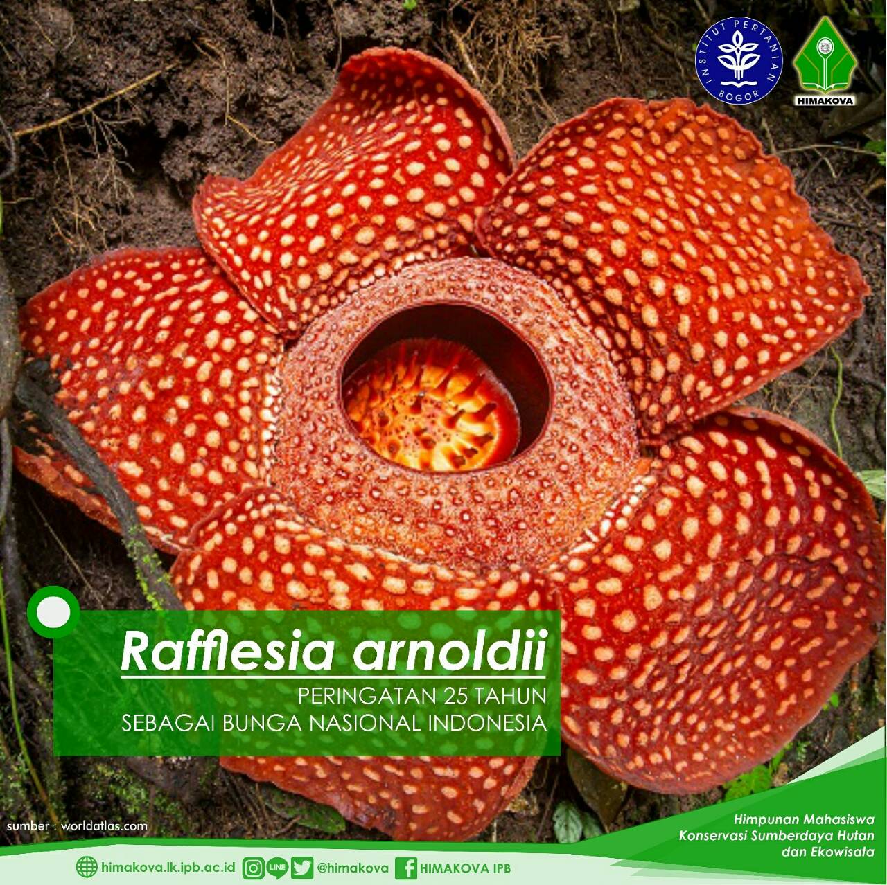 Detail Gambar Bunga Raflesia Beserta Penjelasannya Nomer 29