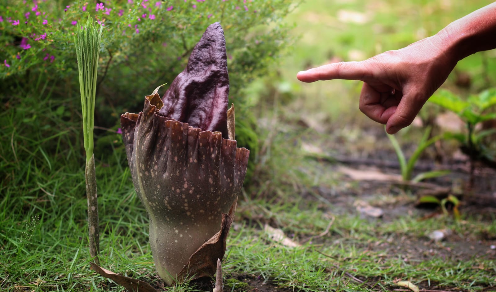 Detail Gambar Bunga Raflesia Beserta Penjelasannya Nomer 49