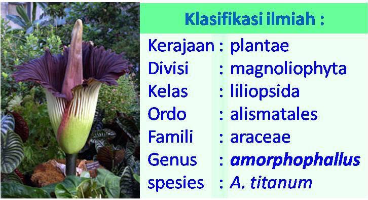 Detail Gambar Bunga Raflesia Dan Penjelasannya Nomer 11