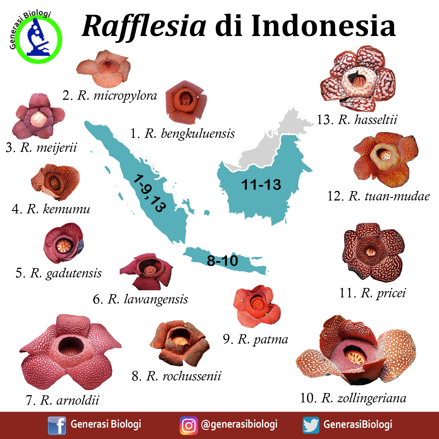 Detail Gambar Bunga Raflesia Dan Penjelasannya Nomer 20