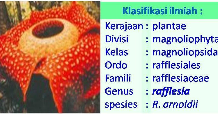 Detail Gambar Bunga Raflesia Dan Penjelasannya Nomer 23