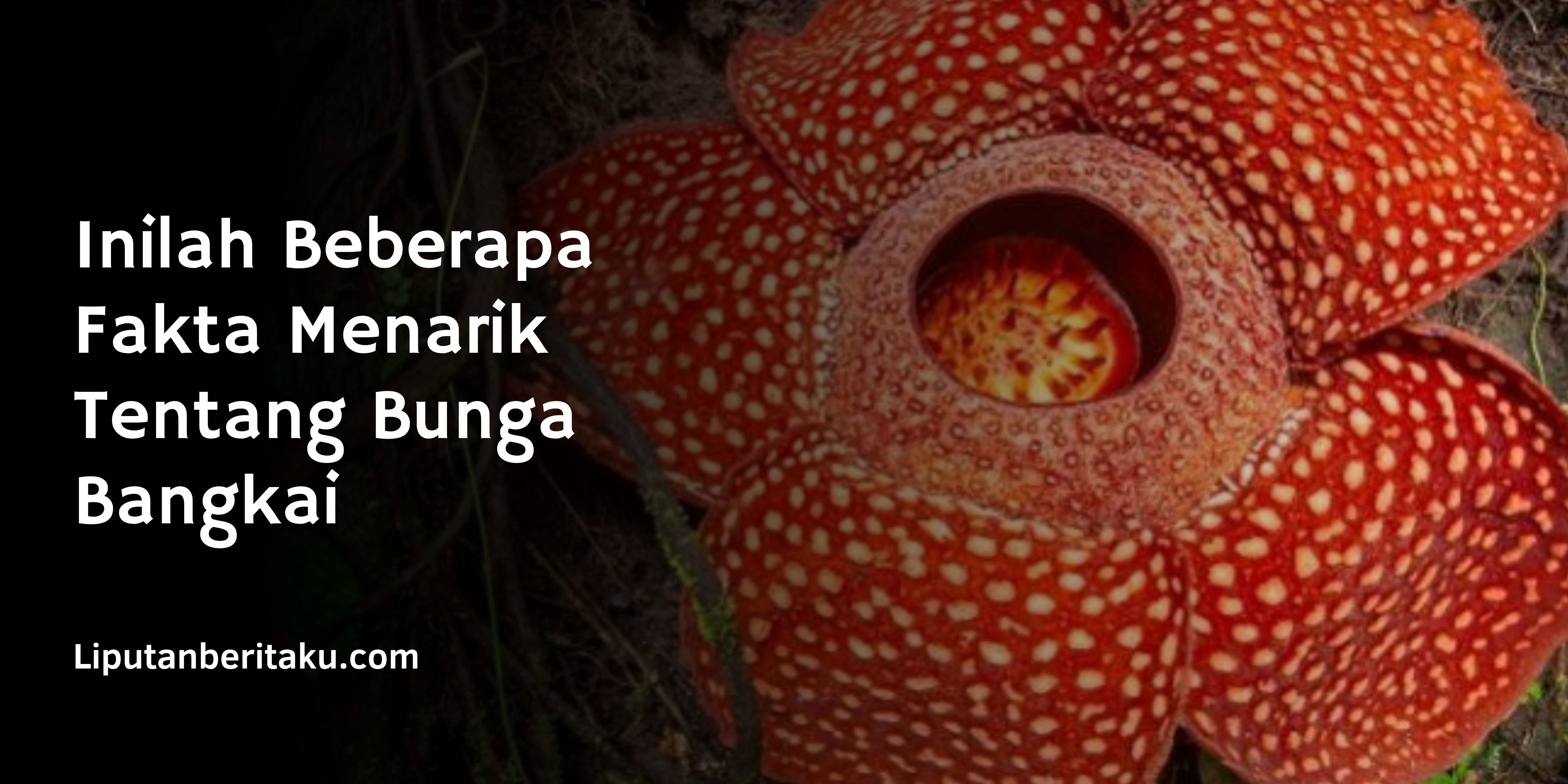 Detail Gambar Bunga Raflesia Dan Penjelasannya Nomer 47