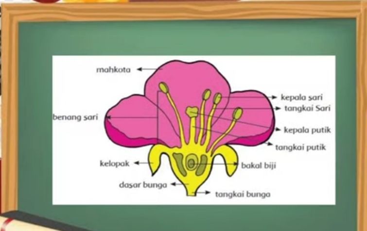 Detail Gambar Bunga Raya Dan Fungsinya Nomer 19