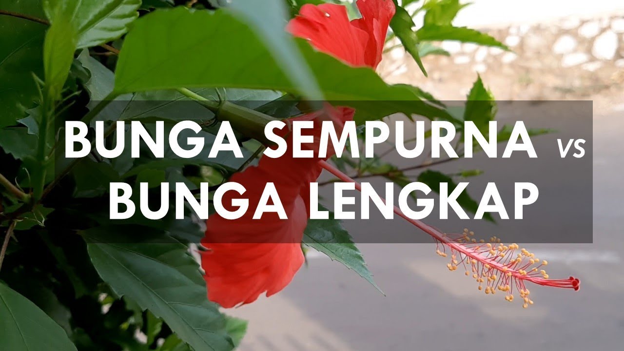 Detail Gambar Bunga Raya Dan Fungsinya Nomer 23