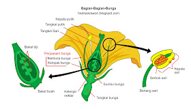 Detail Gambar Bunga Raya Dan Fungsinya Nomer 34