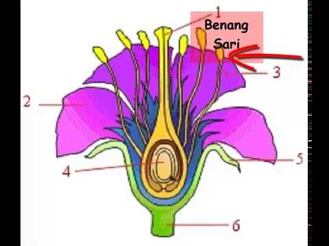 Detail Gambar Bunga Raya Dan Fungsinya Nomer 40