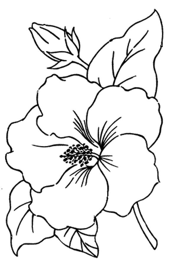 Detail Gambar Bunga Raya Untuk Diwarnai Nomer 4