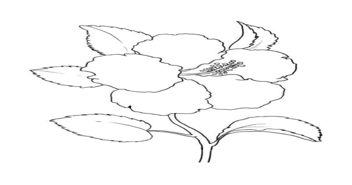 Detail Gambar Bunga Raya Untuk Mewarna Nomer 41