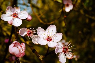 Detail Gambar Bunga Sakura Dan Penjelasan Nomer 23