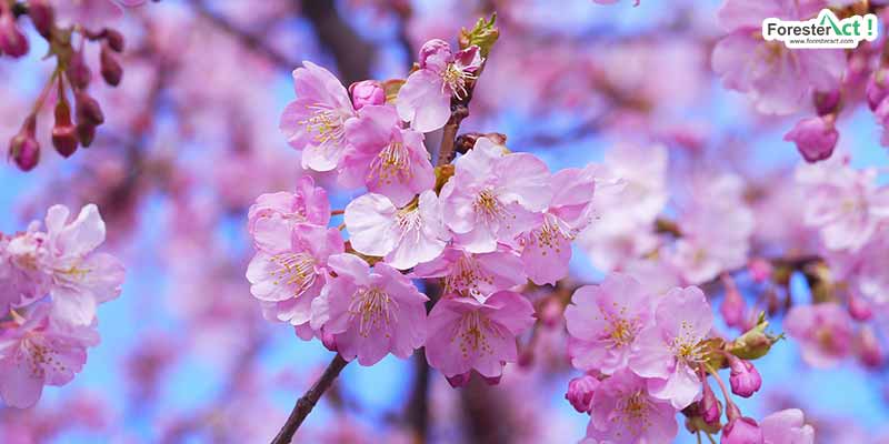 Detail Gambar Bunga Sakura Dan Penjelasan Nomer 8