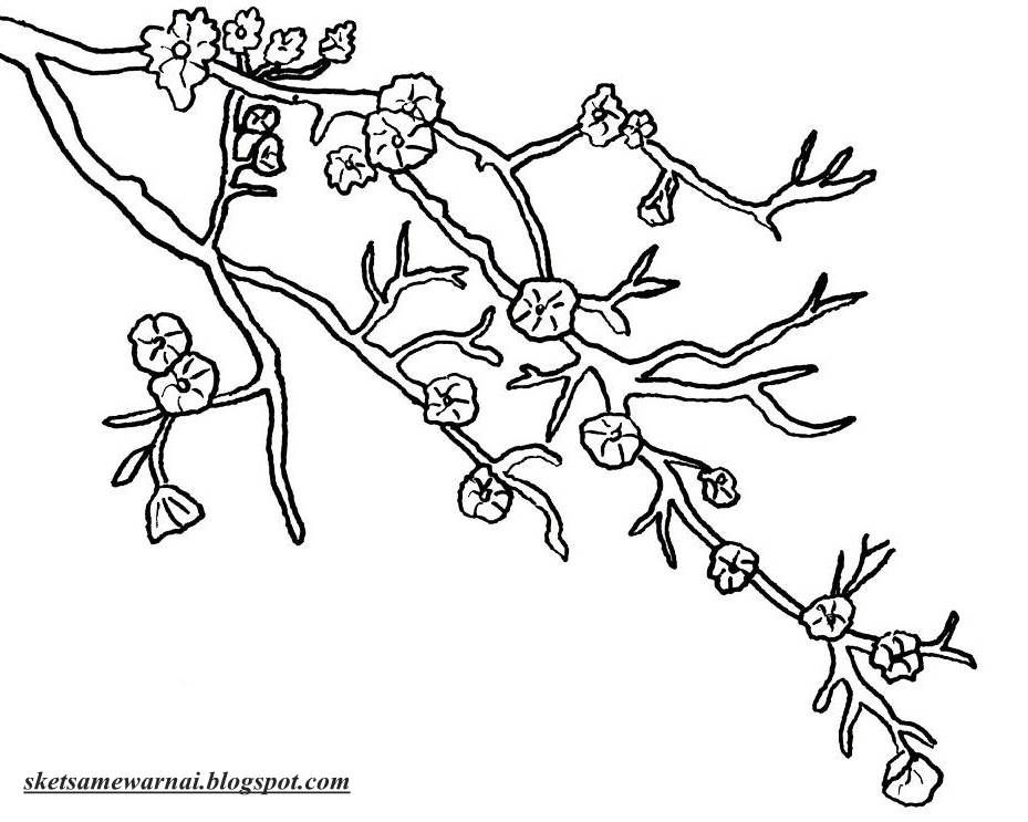 Detail Gambar Bunga Sakura Untuk Mewarnai Nomer 11
