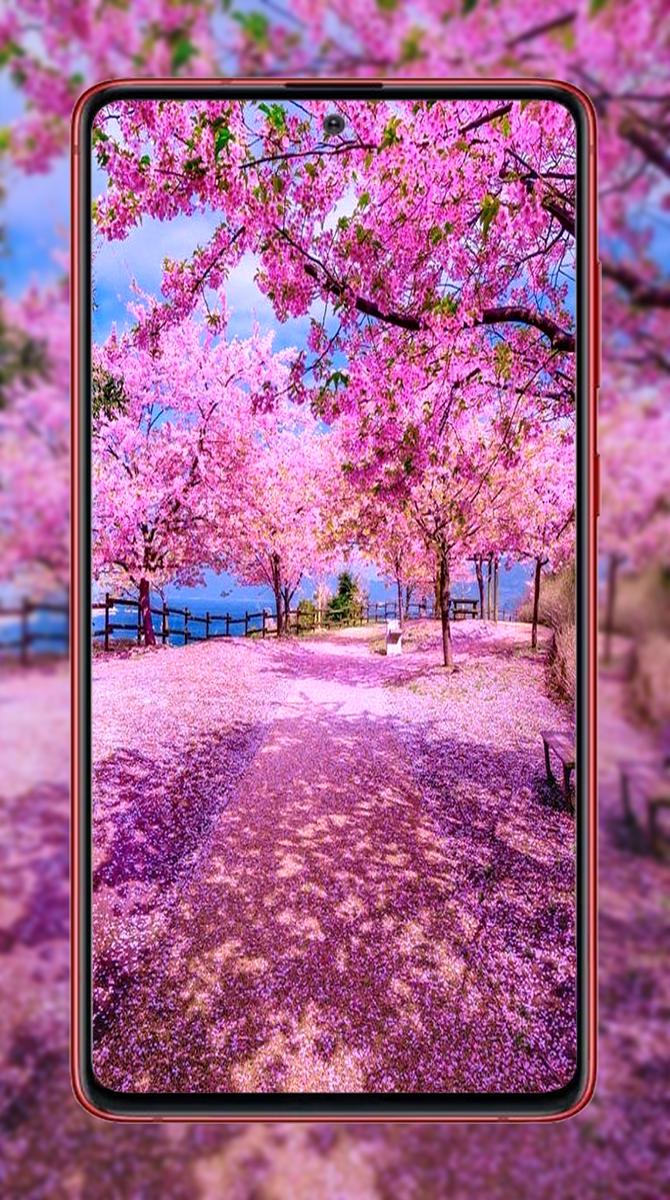 Detail Gambar Bunga Sakura Untuk Wallpaper Hp Nomer 41