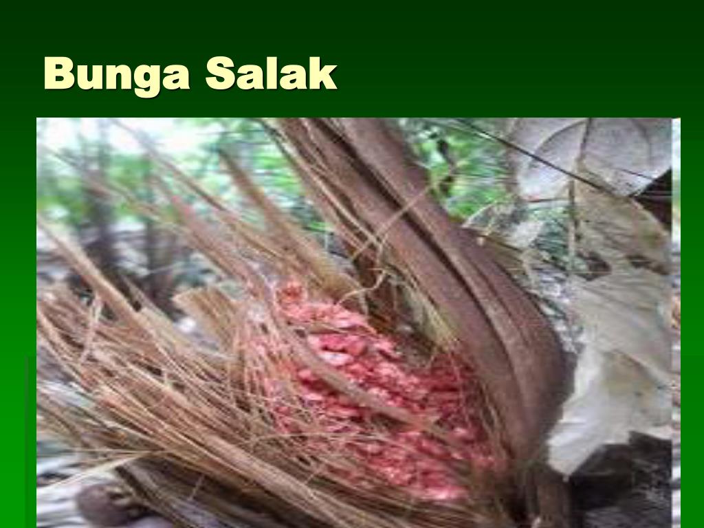 Detail Gambar Bunga Salak Beserta Bagiannya Nomer 17