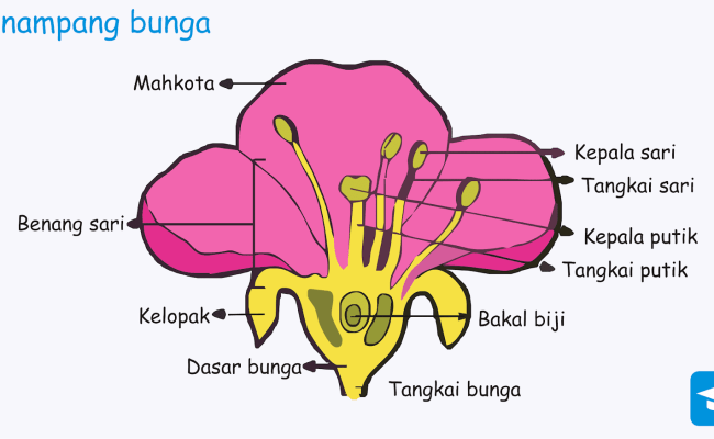 Detail Gambar Bunga Sempurna Beserta Keterangannya Nomer 12