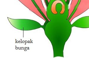 Detail Gambar Bunga Sempurna Dan Sebutkan Bagian Bagiannya Nomer 35