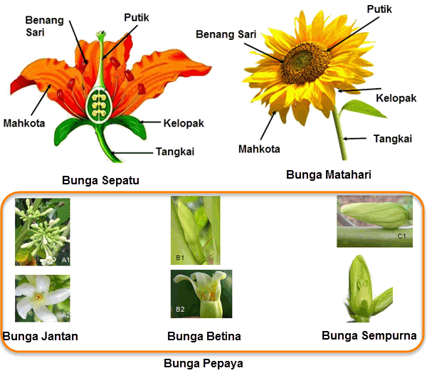 Detail Gambar Bunga Sempurna Dan Sebutkan Bagian Bagiannya Nomer 36