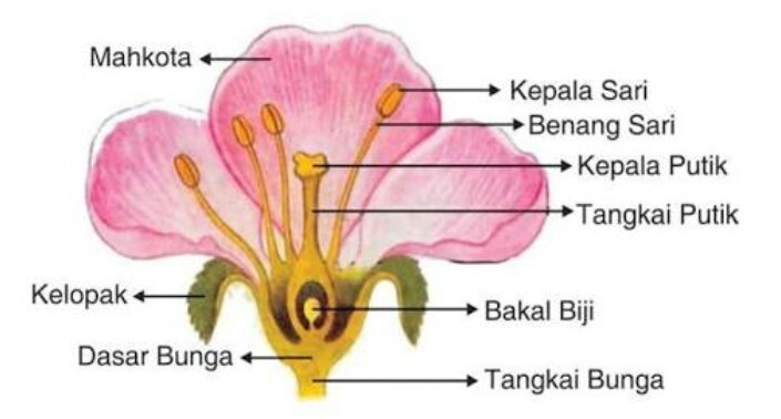 Detail Gambar Bunga Sempurna Dan Tidak Sempurna Beserta Keterangannya Nomer 4