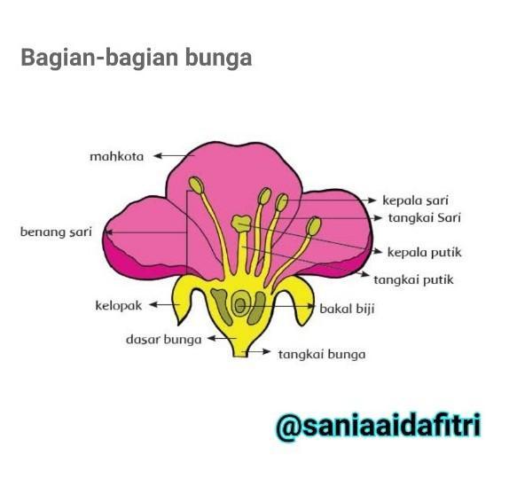 Detail Gambar Bunga Sepatu Bagian Bunga Yang Berfungsi Sebagai Alat Perkembangbiakan Generatif Adalah Nomer 2