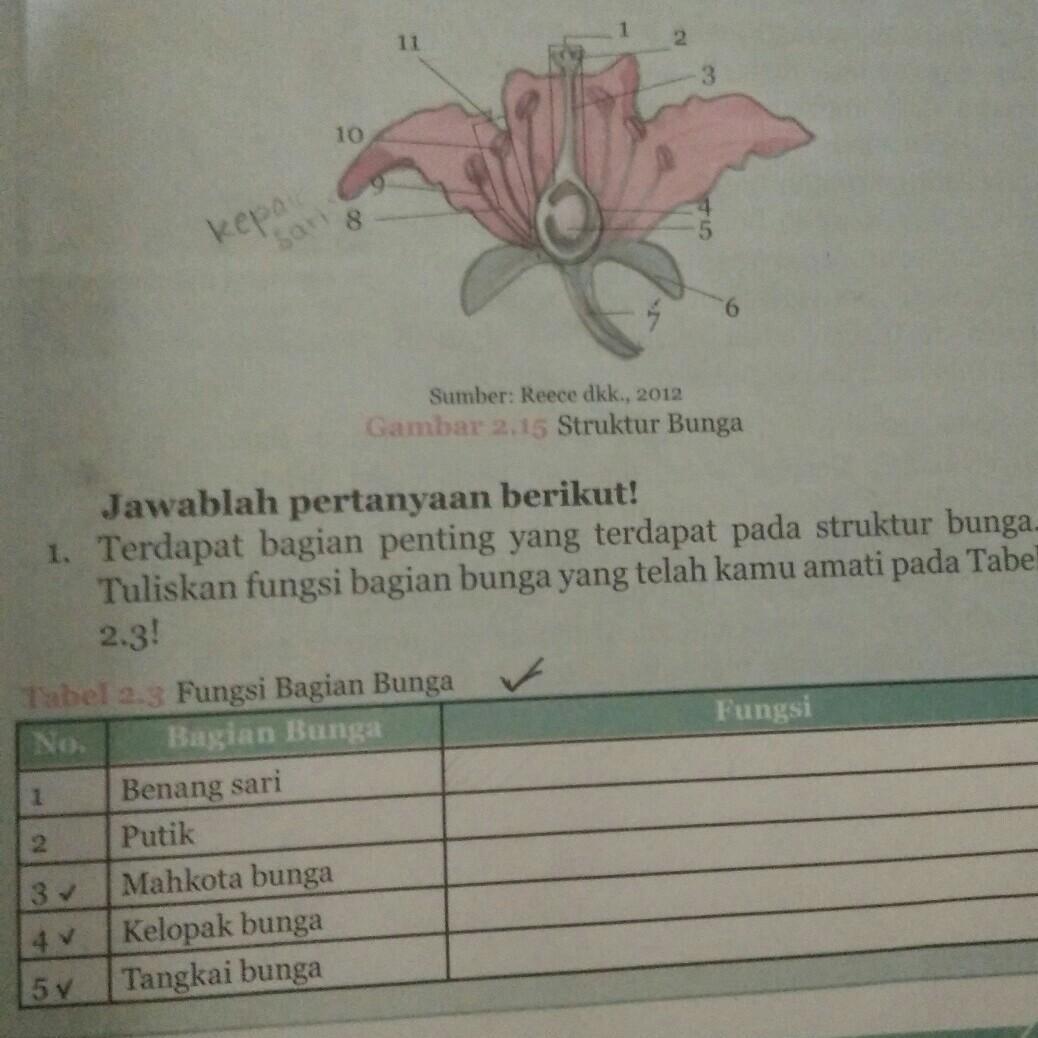 Detail Gambar Bunga Sepatu Bagian Bunga Yang Berfungsi Sebagai Alat Perkembangbiakan Generatif Adalah Nomer 12