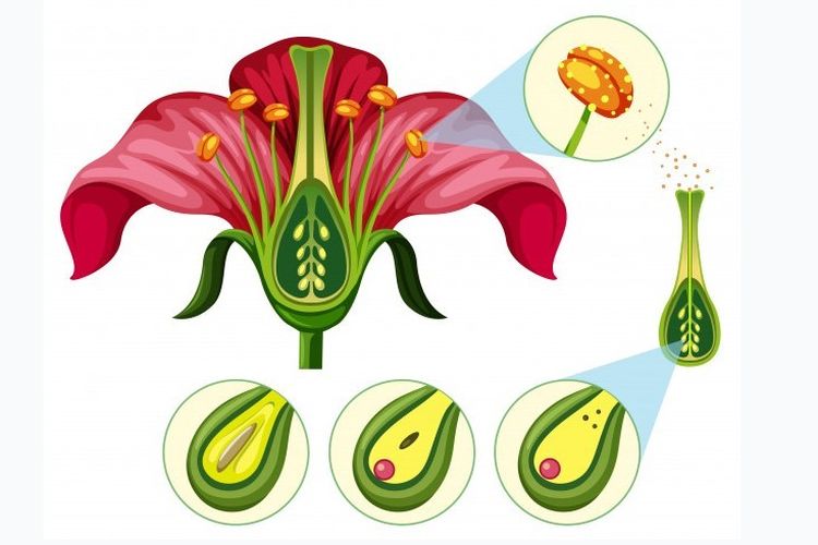 Detail Gambar Bunga Sepatu Bagian Bunga Yang Berfungsi Sebagai Alat Perkembangbiakan Generatif Adalah Nomer 16