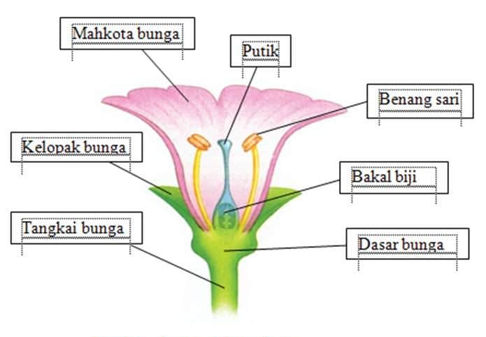 Detail Gambar Bunga Sepatu Bagian Bunga Yang Berfungsi Sebagai Alat Perkembangbiakan Generatif Adalah Nomer 27