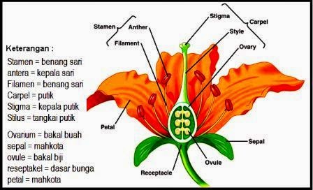 Detail Gambar Bunga Sepatu Bagian Bunga Yang Berfungsi Sebagai Alat Perkembangbiakan Generatif Adalah Nomer 9