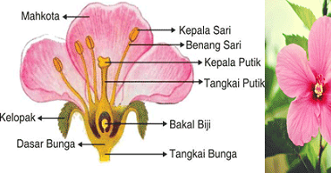 Gambar Bunga Sepatu Beserta Bagiannya - KibrisPDR