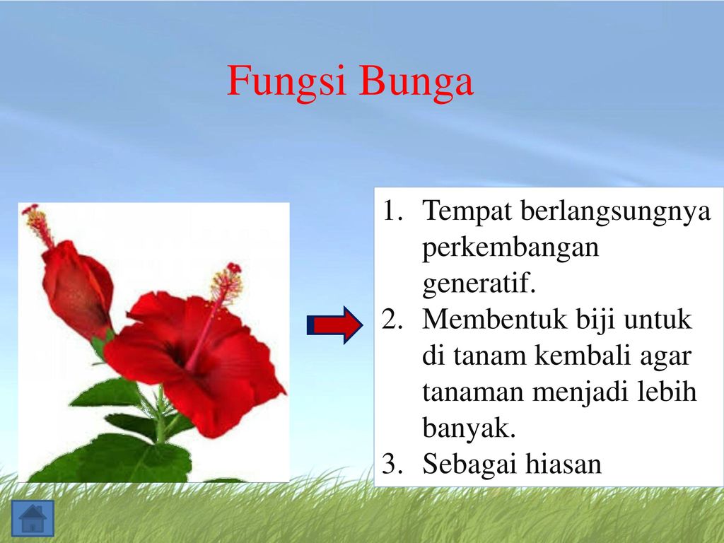 Detail Gambar Bunga Sepatu Dan Fungsinya Nomer 39