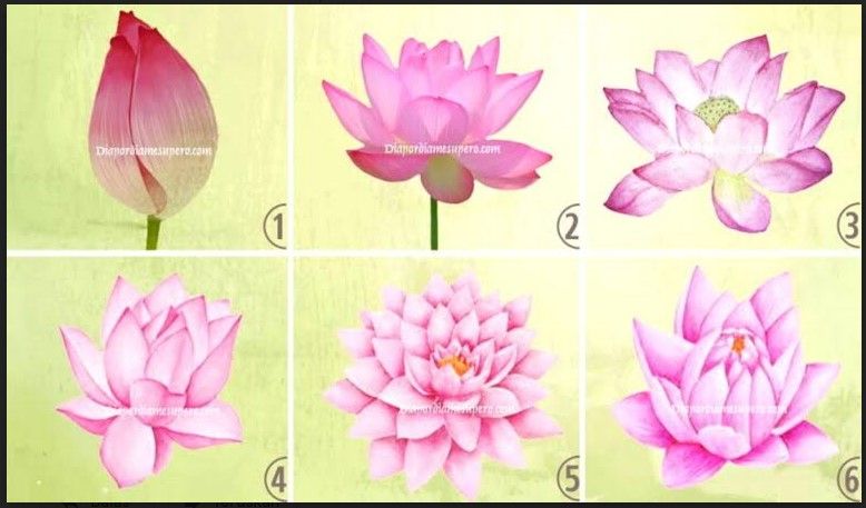 Detail Gambar Bunga Teratai Dan Penjelasan Nomer 48