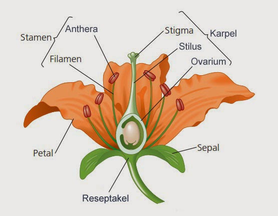 Detail Gambar Bunga Tulip Beserta Bagiannya Nomer 9