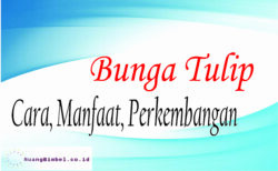 Detail Gambar Bunga Tulip Beserta Bagiannya Nomer 13