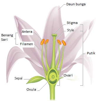 Detail Gambar Bunga Tulip Beserta Bagiannya Nomer 26