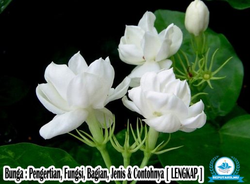 Detail Gambar Bunga Tulip Beserta Bagiannya Nomer 36