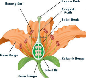 Detail Gambar Bunga Tulip Beserta Bagiannya Nomer 41