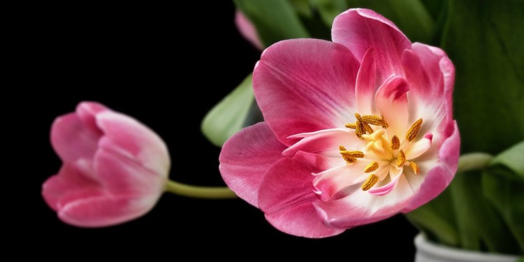 Detail Gambar Bunga Tulip Beserta Bagiannya Nomer 45