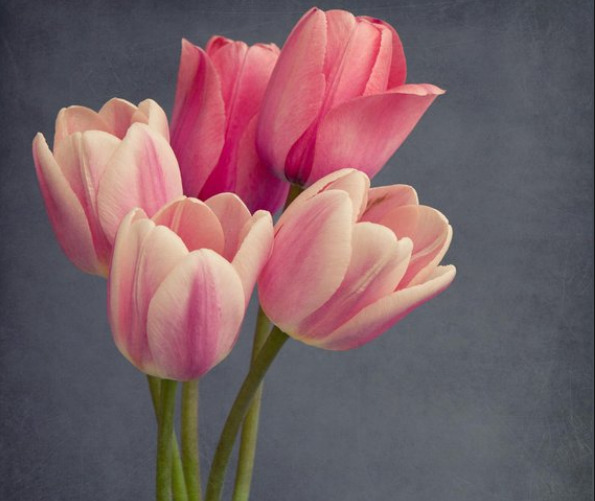 Detail Gambar Bunga Tulip Beserta Bagiannya Nomer 46