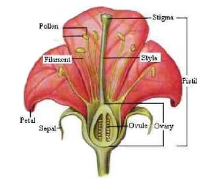 Detail Gambar Bunga Tulip Beserta Bagiannya Nomer 6