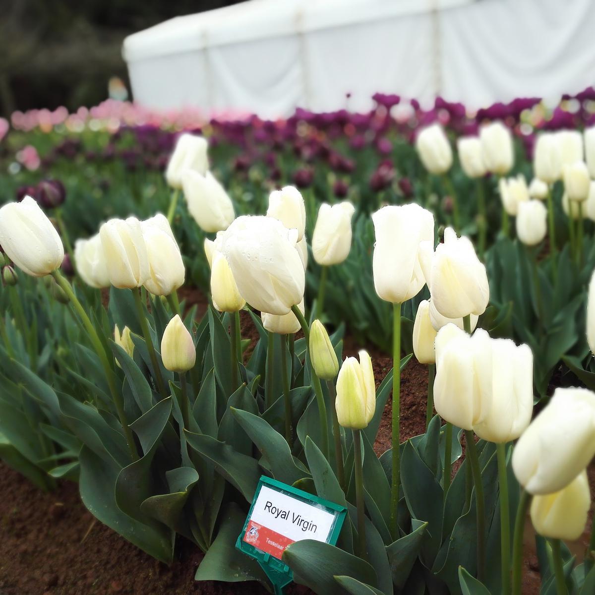 Detail Gambar Bunga Tulip Dan Penjelasan Nomer 10