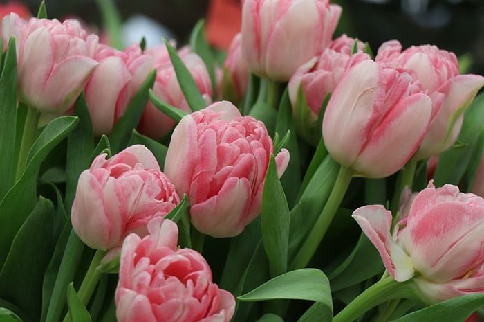 Detail Gambar Bunga Tulip Dan Penjelasan Nomer 11