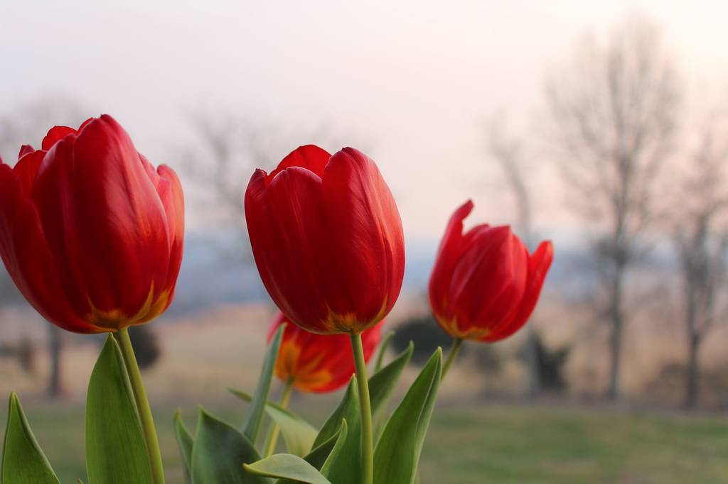 Detail Gambar Bunga Tulip Dan Penjelasan Nomer 20