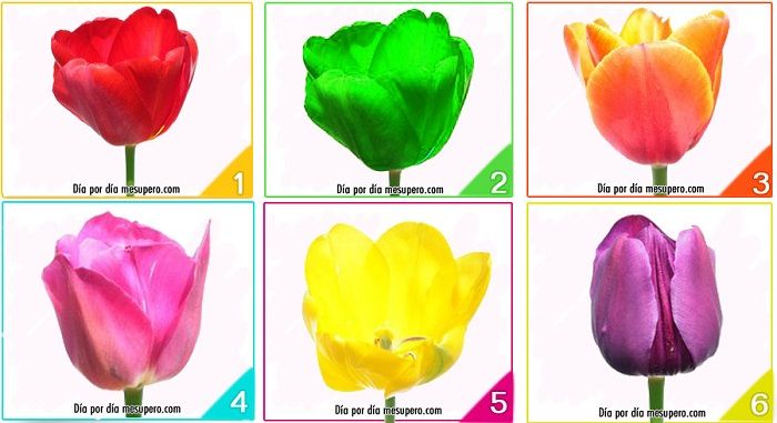 Download Gambar Bunga Tulip Dan Penjelasan Nomer 26