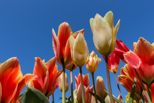 Detail Gambar Bunga Tulip Dan Penjelasan Nomer 28