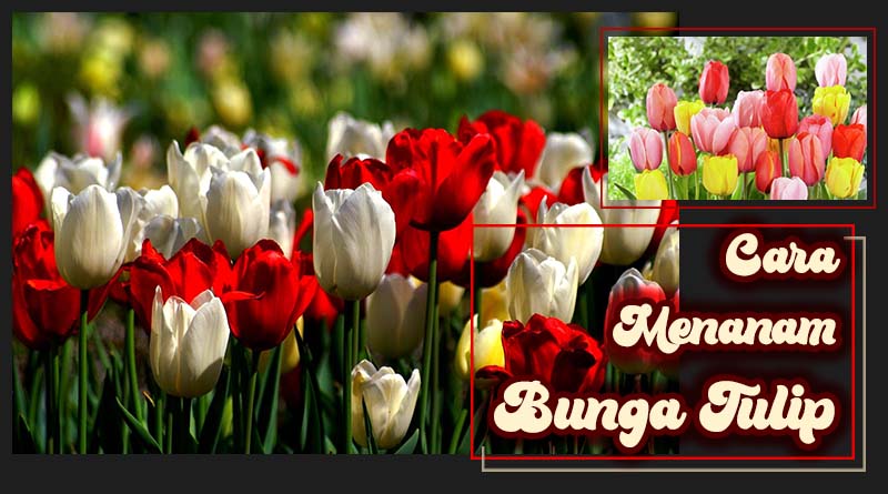 Detail Gambar Bunga Tulip Dan Penjelasan Nomer 32