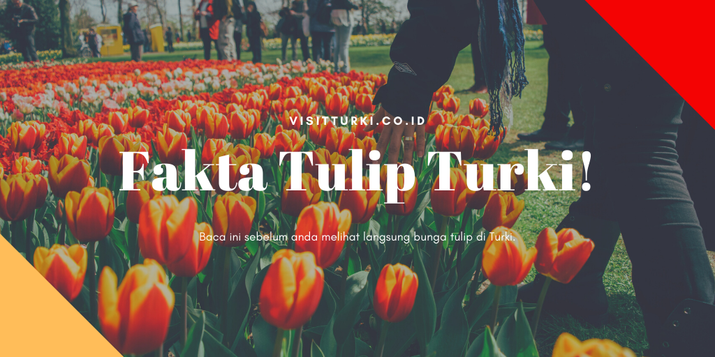 Detail Gambar Bunga Tulip Dan Penjelasan Nomer 33