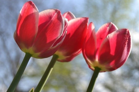 Detail Gambar Bunga Tulip Dan Penjelasan Nomer 36