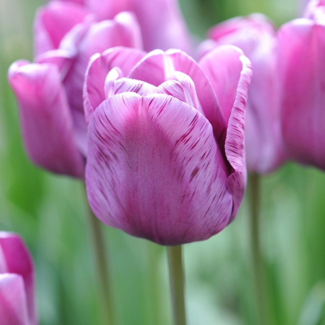 Detail Gambar Bunga Tulip Dan Penjelasan Nomer 40