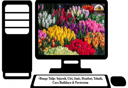 Detail Gambar Bunga Tulip Dan Penjelasan Nomer 50