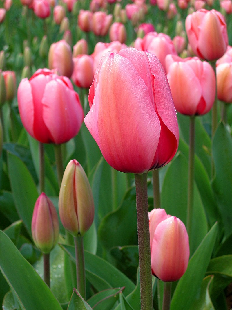 Detail Gambar Bunga Tulip Dan Penjelasannya Nomer 3