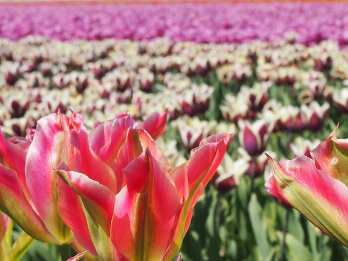 Detail Gambar Bunga Tulip Dan Penjelasannya Nomer 38